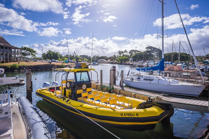 1.5-Hour Guided Whale Watching Tour - Why the $99 price can make sense