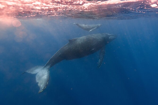 1.5-Hour Guided Whale Watching Tour - Who should book this North Shore outing?