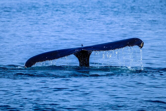 1.5-Hour Guided Whale Watching Tour - Waimea Bay, about 15 minutes