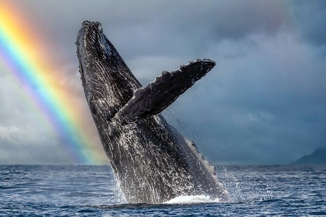 1.5 Hour Waikiki Whale Watching with E Sea Diver (Shuttle Option) - Key points to know before boarding