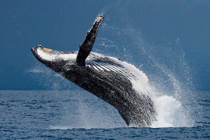 1.5 Hour Waikiki Whale Watching with E Sea Diver (Shuttle Option) - Why this short Honolulu cruise works