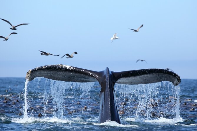 1.5 Hour Waikiki Whale Watching with E Sea Diver (Shuttle Option) - Boarding a multi-deck catamaran