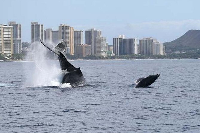 1.5 Hour Waikiki Whale Watching with E Sea Diver (Shuttle Option) - Searching for humpback whales offshore