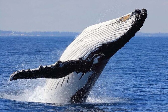 1.5 Hour Waikiki Whale Watching with E Sea Diver (Shuttle Option) - Wildlife beyond whales