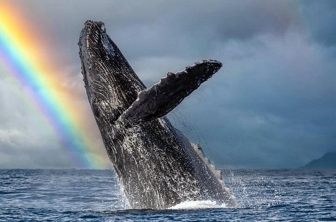 1.5 Hour Waikiki Whale Watching with E Sea Diver (Shuttle Option) - Drinks, snacks, bathrooms, and binoculars