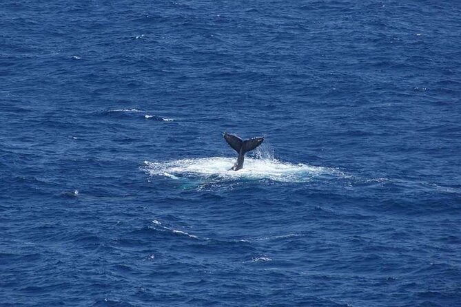 1.5 Hour Waikiki Whale Watching with E Sea Diver (Shuttle Option) - Whale season and the return-trip question