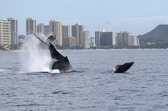 1.5 Hour Waikiki Whale Watching with E Sea Diver (Shuttle Option) - How the $29 ticket compares with the real cost