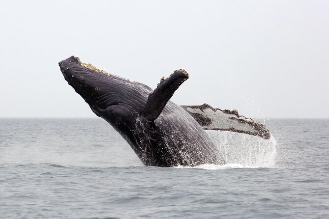 1.5 Hour Waikiki Whale Watching with E Sea Diver (Shuttle Option) - Meeting the boat at Pier E