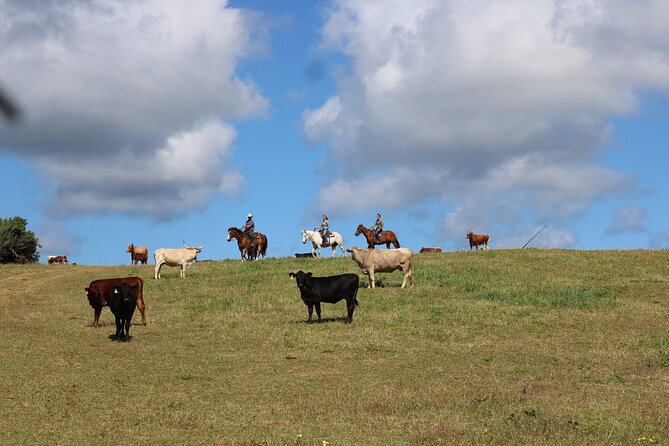 1 Hour Scenic Horseback Ride - Value at $134 per person