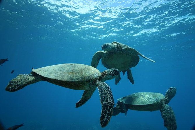 12pm Turtle Canyon Snorkel Adventure - Key points to know before booking