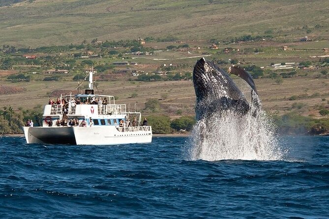 2-Hour Oahu Whale Watch from Ala Wai Harbor, Waikiki - Key things to know before you book
