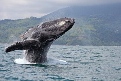 2-Hour Oahu Whale Watch from Ala Wai Harbor, Waikiki