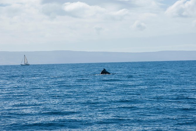 2-Hour Oahu Whale Watch from Ala Wai Harbor, Waikiki - What the $49.95 price really buys you