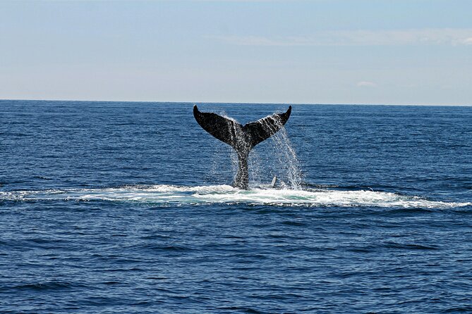 2 Hour Waikiki Whale Watching Cruise from Oahu - Crew, drinks, and the feel onboard