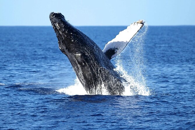 2 Hour Waikiki Whale Watching Cruise from Oahu - Diamond Head from the water