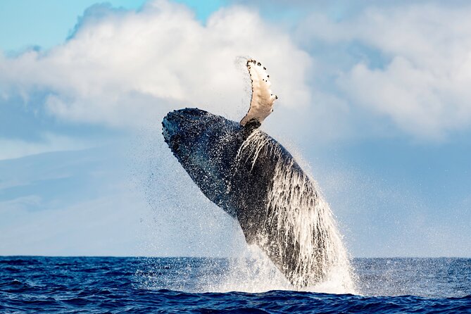 2 Hour Waikiki Whale Watching in Honolulu - Why a trimaran makes a difference