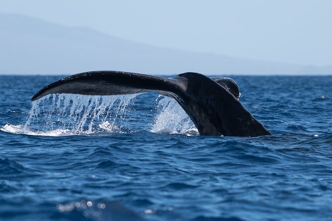 2 Hour Waikiki Whale Watching in Honolulu - What you might see besides whales