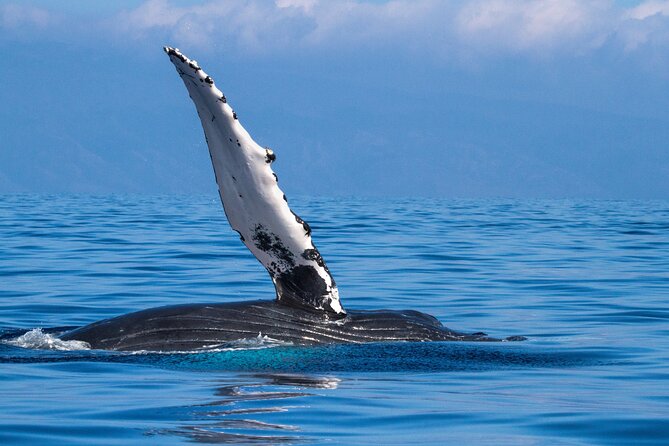 2 Hour Waikiki Whale Watching in Honolulu - Crew guidance and the tone onboard
