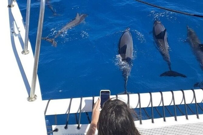 2 Hour Waikiki Whale Watching in Honolulu - Price and value at $79