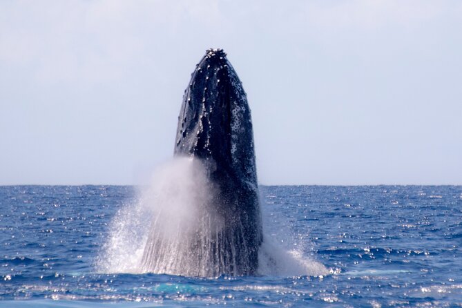 2 Hour Waikiki Whale Watching in Honolulu - The best time to choose this experience