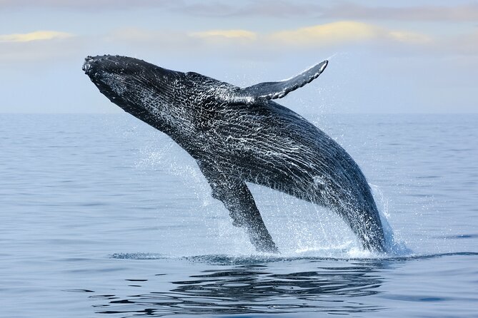 2 Hour Waikiki Whale Watching in Honolulu - The two-hour search for humpbacks