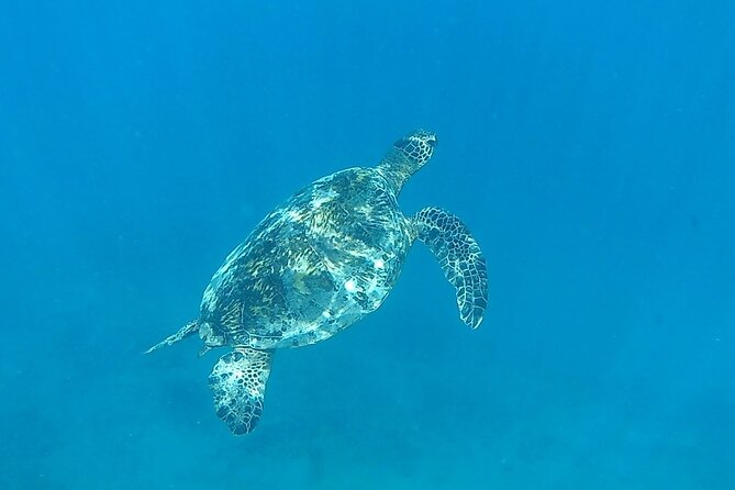 9am Turtle Canyon Snorkel Adventure - Snacks, sunscreen, and what you need to bring