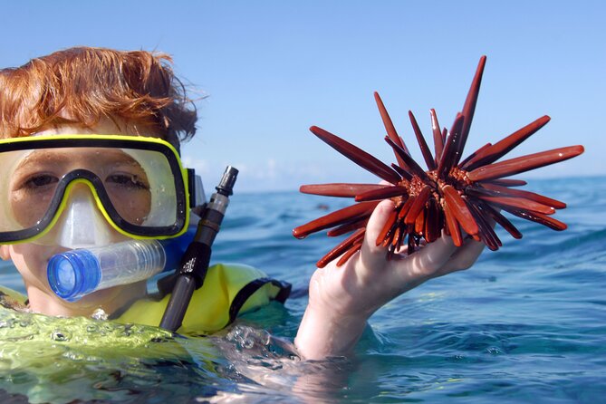 All-Inclusive Sunset Dolphin Watch and Snorkeling Cruise - Snorkeling in clear west-coast water