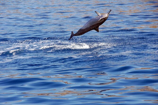 All-Inclusive Sunset Dolphin Watch and Snorkeling Cruise - What $169 includes, and what it does not