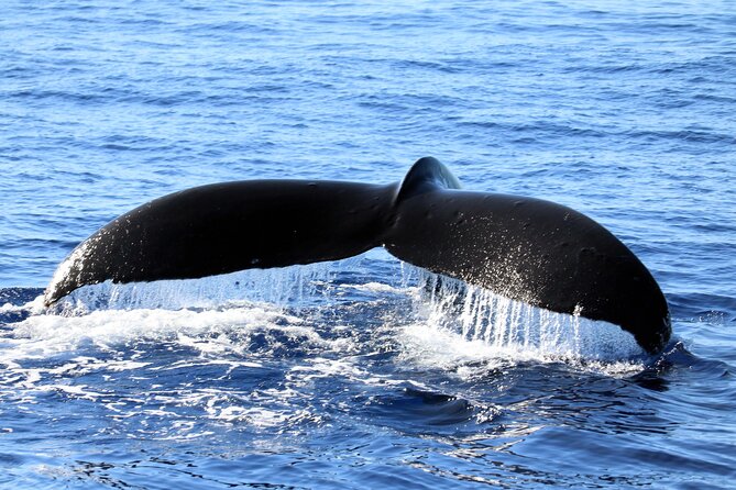 All-Inclusive Sunset Dolphin Watch and Snorkeling Cruise - Dolphins, turtles, and the luck of the Pacific