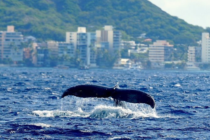 BYOB Sunset Cruise Waikiki - Who should book this Waikiki cruise