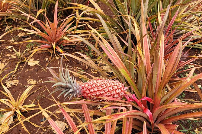 Byodo Temple and Waimea Botanical Garden Tour - Tropical Farms and the road toward Waimea Valley