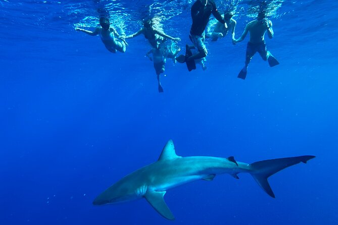 Cage-Free Shark Swim from Oahu - The boat ride to the shark grounds