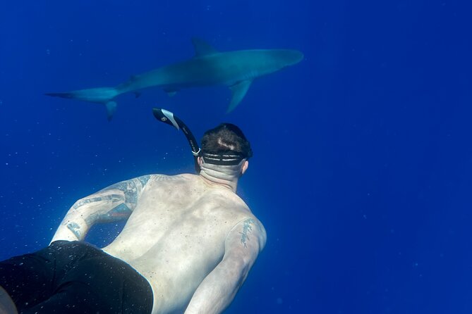 Cage-Free Shark Swim from Oahu - Why the safety setup matters