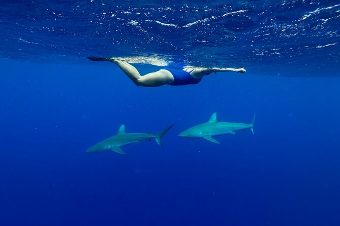 Cage-Free Shark Swim from Oahu - Is $135 a fair price?