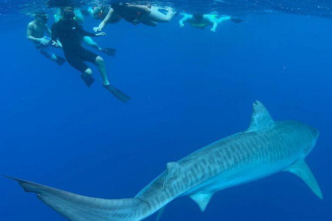 Cage-Free Shark Swim from Oahu - Timing your Haleiwa day