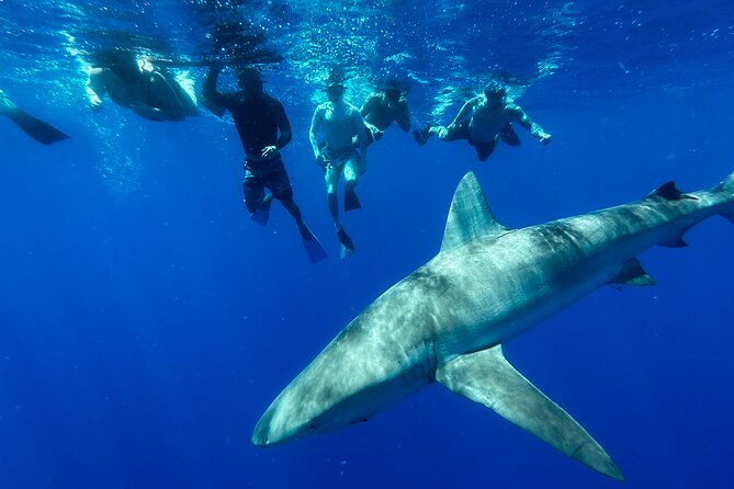 Cage-Free Shark Swim from Oahu - Meeting sharks without a cage
