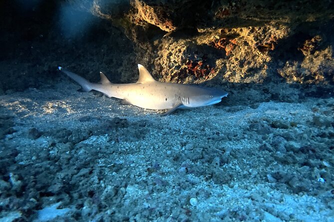 Certified Diver: 2-Tank Deep Wreck and Shallow Reef Dive Off Oahu - The shallow reef at about 50 feet