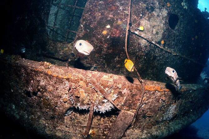 Certified Diver: 2-Tank Deep Wreck and Shallow Reef Dive Off Oahu - A crew that stays involved without taking over