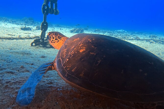Certified Diver: 2-Tank Deep Wreck and Shallow Reef Dive Off Oahu - Who will enjoy this most