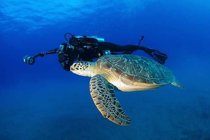 Certified Diver: 2-Tank Deep Wreck and Shallow Reef Dive Off Oahu - Timing, rules, and small details that matter