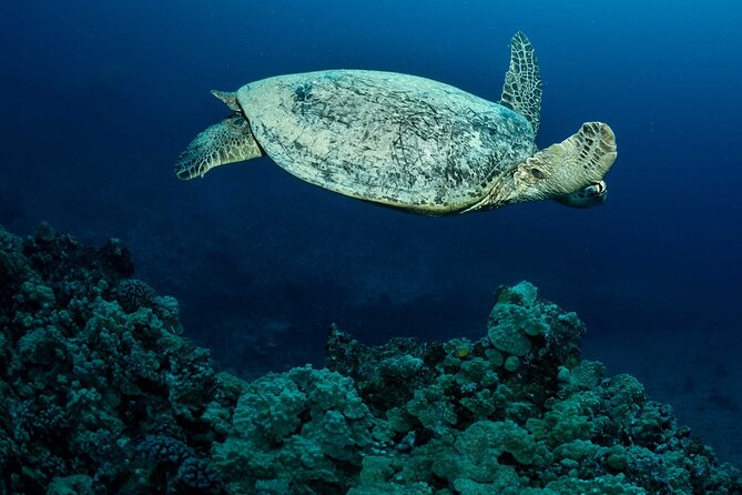 Certified Diver: 2-Tank Night Dive - Oahu after sunset, one tank at a time