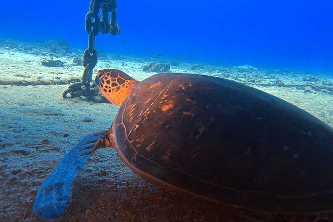 Certified Diver: 2-Tank Night Dive - What the crew adds to the experience