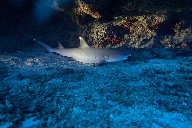 Certified Diver: 2-Tank Night Dive - The first stop, twilight over a local site