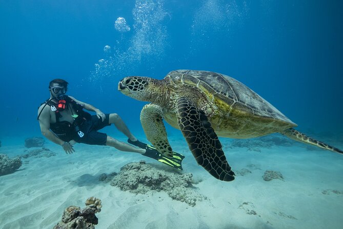 Certified Diver: 2-Tank Shallow Reef Dives off Oahu - Key points to know before booking