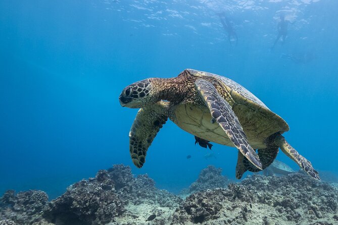 Certified Diver: 2-Tank Shallow Reef Dives off Oahu - Sea conditions and the seasickness question
