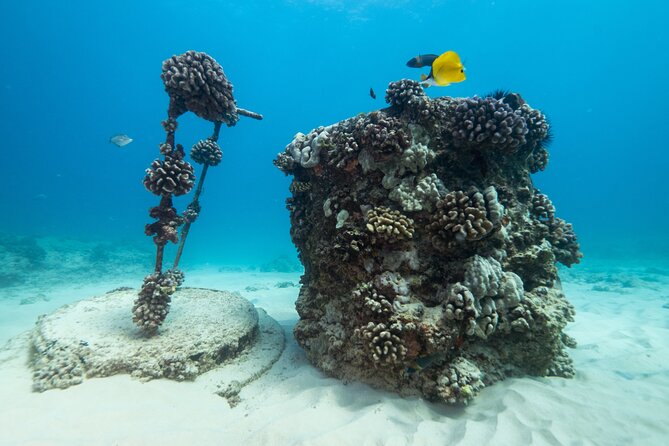 Certified Diver: 2-Tank Shallow Reef Dives off Oahu - Price, timing, and the practical trade-offs