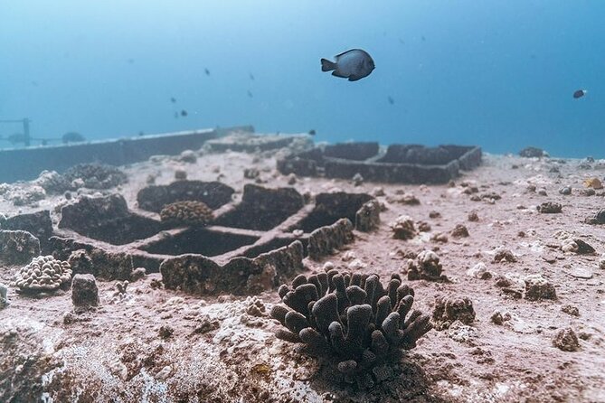 Certified Divers: Best 2-Tank Wrecks & Reef Boat Dive All Inclusive From Waikiki - What the $259 price really covers