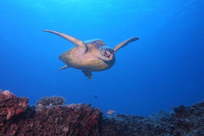 Certified Scuba Diving Along Two Shallow Reef Sites - Key points to know before booking