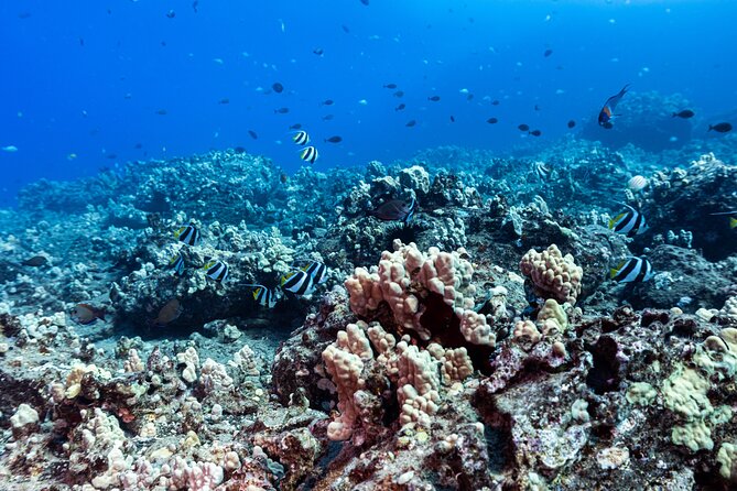 Certified Scuba Diving Along Two Shallow Reef Sites - Why the 30 to 40 foot reefs matter