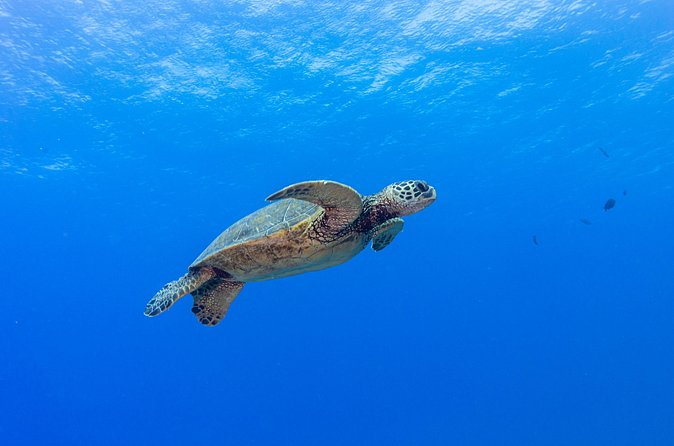 Certified Scuba Diving Along Two Shallow Reef Sites - Who will get the most from this outing